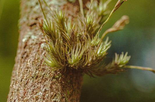 Four health benefits of pine bark